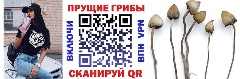 магазин продажи наркотиков  Маркс  Псилоцибиновые грибы Psilocybe 